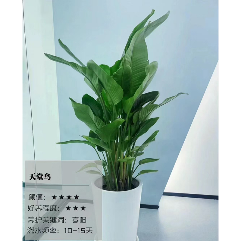 天堂鸟绿植租赁