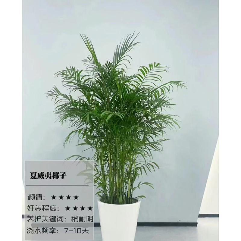 夏威夷椰子绿植租赁