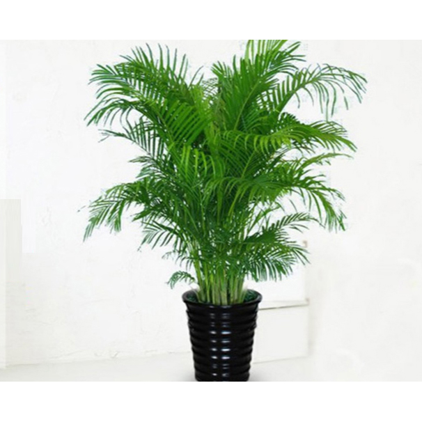 室内绿植的功能及养护小知识